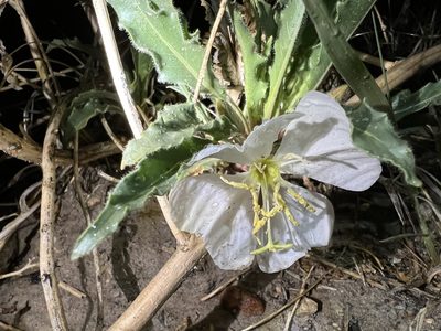 Oenothera harringtonii, photographed by Jared Shorma
