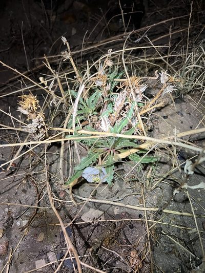 Oenothera harringtonii, photographed by Jared Shorma