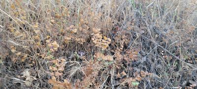 Adiantum jordanii, photographed by Amthinkia