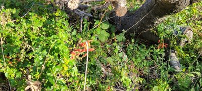 Keckiella cordifolia, photographed by Amthinkia