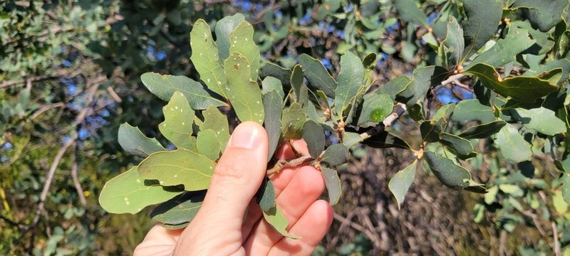 Quercus douglasii, photographed by Amthinkia