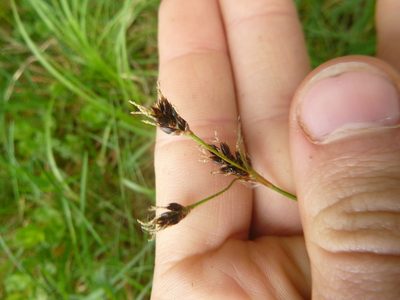 Luzula campestris, photographed by Gabriel Mayrhofer