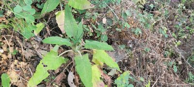 Salvia spathacea, photographed by Amthinkia