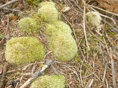 Leucobryum glaucum, photographed by Gabriel Mayrhofer