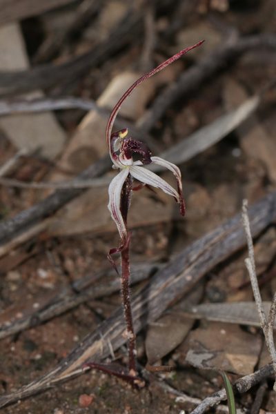 Caladenia drummondii, photographed by Ursina Gringer