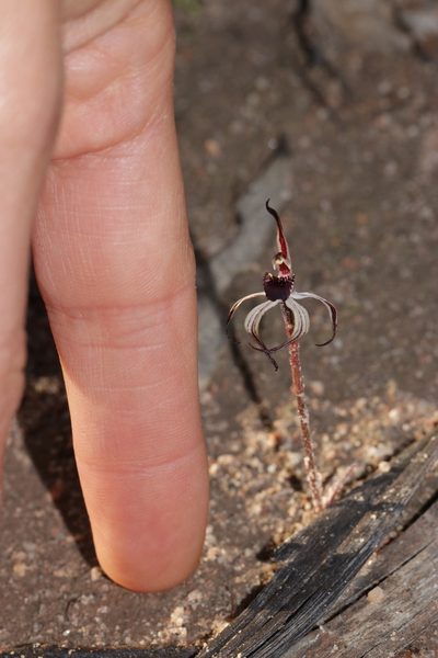 Caladenia drummondii, photographed by Ursina Gringer