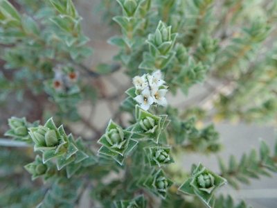 Pimelea villosa, photographed by Arnim Littek