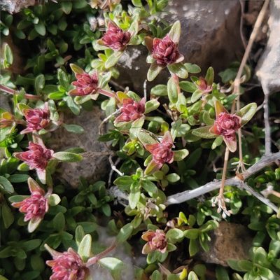 Thymus linearis, photographed by Name