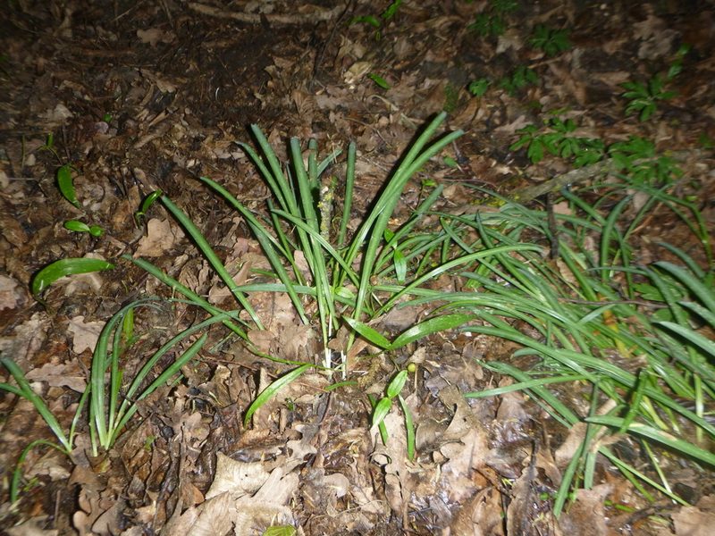Galanthus nivalis, photographed by Gabriel Mayrhofer