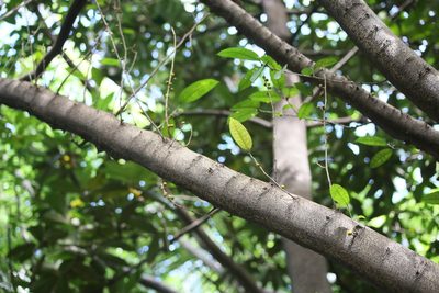 Ficus virgata, photographed by 胡正恆(Jackson Hu)
