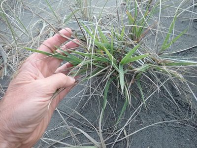 Lachnagrostis billardierei, photographed by Arnim Littek