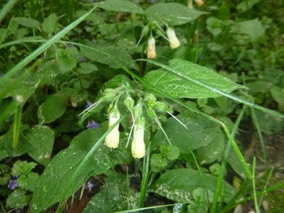 Symphytum tuberosum, photographed by Gabriel Mayrhofer