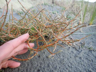 Coprosma acerosa, photographed by Arnim Littek
