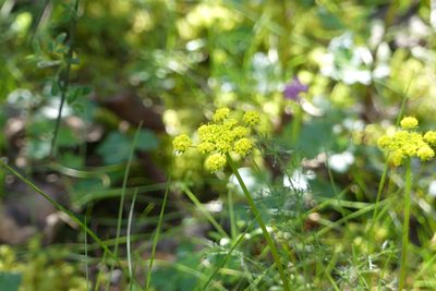 Lomatium utriculatum, photographed by Ellyne Geurts