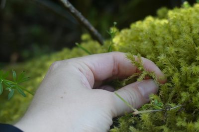 Hylocomiadelphus triquetrus, photographed by Ellyne Geurts