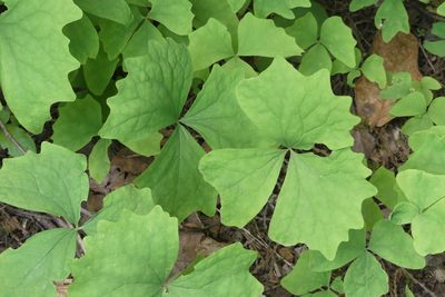 Achlys triphylla, photographed by Ellyne Geurts