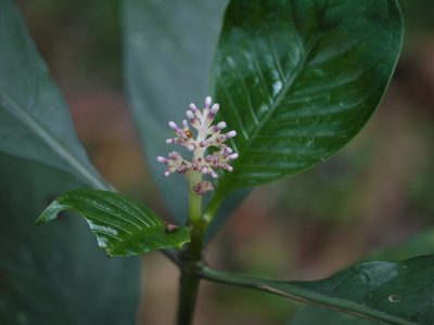 Chassalia curviflora, photographed by Dinesh Valke