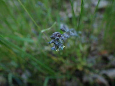 Myosotis discolor, photographed by Ellyne Geurts