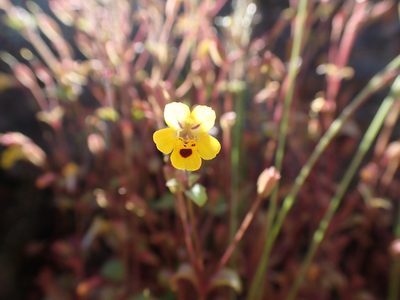 Erythranthe alsinoides, photographed by Ellyne Geurts