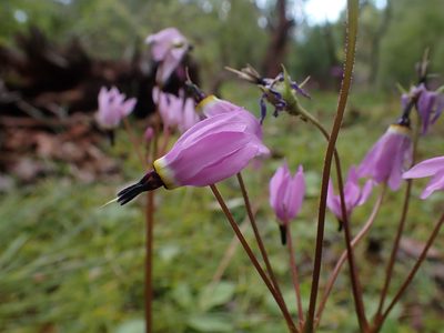 Primula hendersonii, photographed by Ellyne Geurts