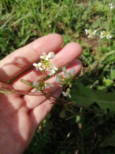 Pseudoarabidopsis toxophylla, photographed by Michael Kozlov