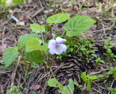 Viola selkirkii, photographed by ll r Ирина
