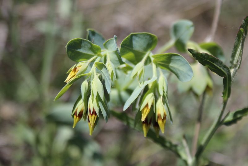Cerinthe minor, photographed by Edmundas Greimas