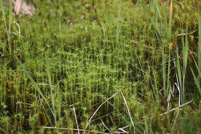 Polytrichum commune, photographed by Jerry Lanfear
