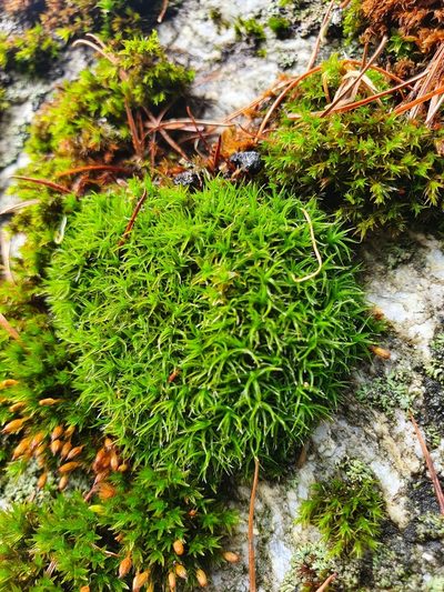 Grimmia hartmanii, photographed by Jonathan Hughes