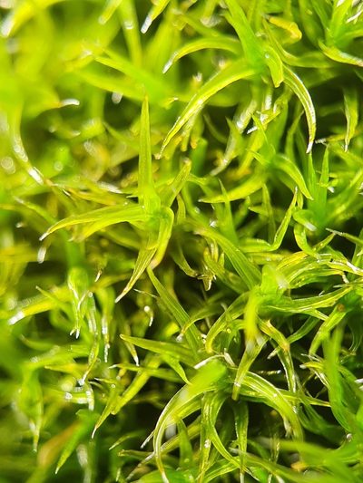 Grimmia hartmanii, photographed by Jonathan Hughes