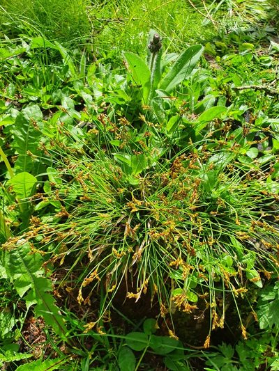 Carex ornithopoda, photographed by Jonathan Hughes
