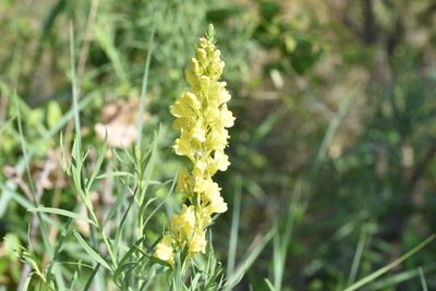 Linaria angustissima, photographed by Jacqueline Jeanne
