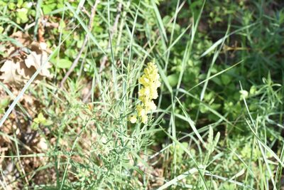 Linaria angustissima, photographed by Jacqueline Jeanne