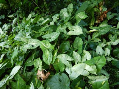Syngonium podophyllum, photographed by Jon Sullivan