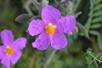 Cistus albidus, photographed by Jacqueline Jeanne