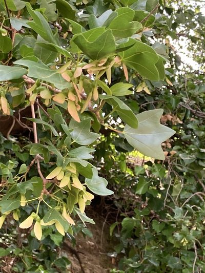 Acer sempervirens, photographed by helen1688
