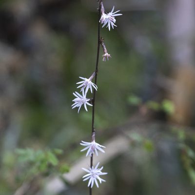 Ainsliaea latifolia, photographed by Paulmathi Vinod