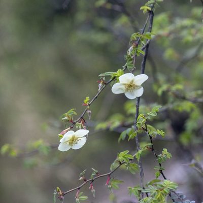 Rosa sericea, photographed by Paulmathi Vinod