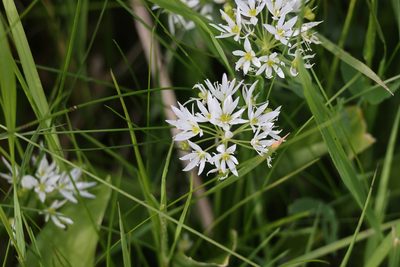 Allium ursinum, photographed by Jerry Lanfear