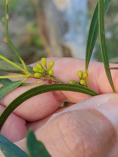 Eucalyptus amygdalina, photographed by Tony van Kampen