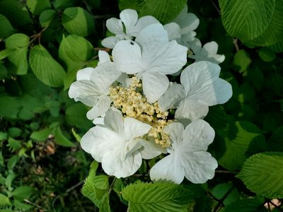Viburnum plicatum, photographed by Mark VanDerwater