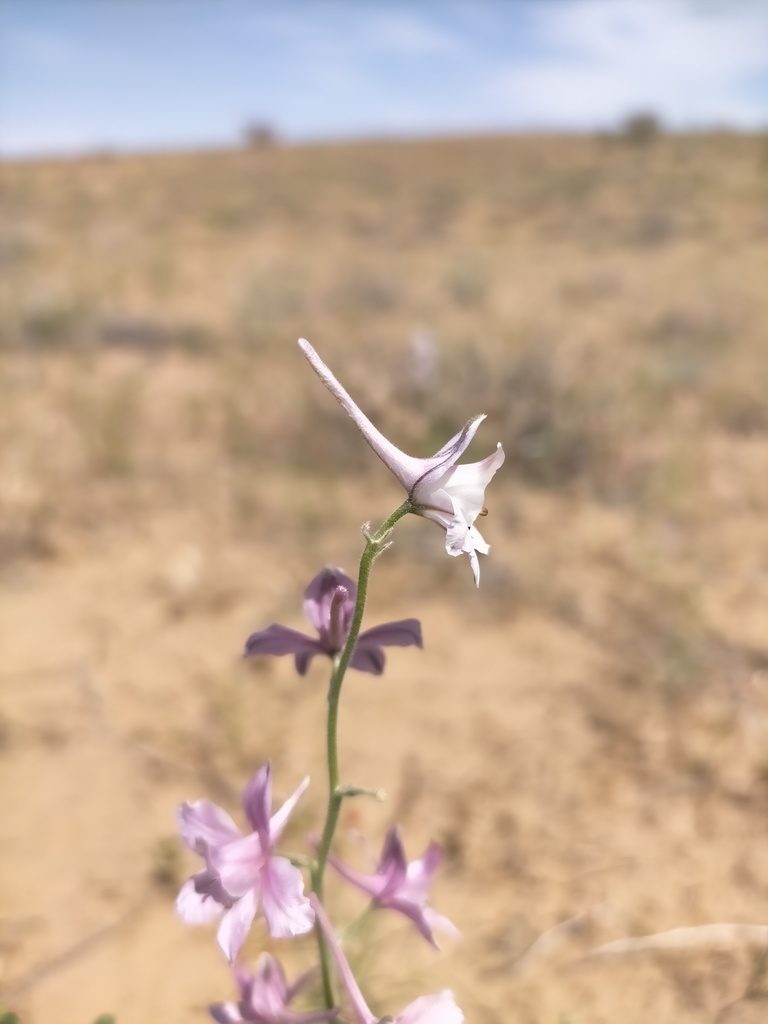 Delphinium camptocarpum, photographed by Samantha Bazan