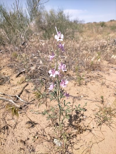 Delphinium camptocarpum, photographed by Samantha Bazan