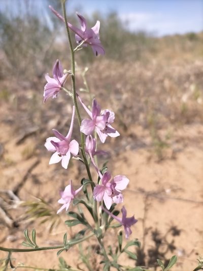 Delphinium camptocarpum, photographed by Samantha Bazan