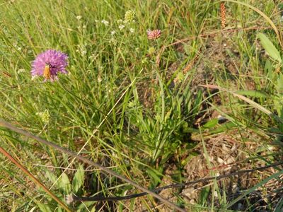 Knautia illyrica, photographed by Luca Fornasari