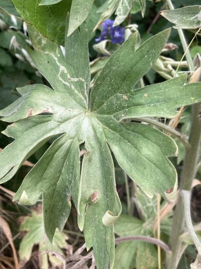Delphinium staphisagria, photographed by John Kenrick Gibson