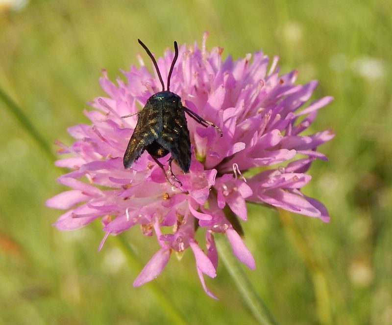 Knautia illyrica, photographed by Luca Fornasari