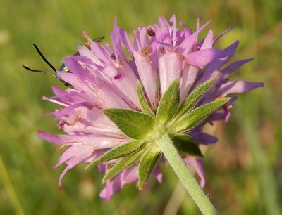 Knautia illyrica, photographed by Luca Fornasari