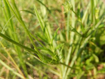 Knautia illyrica, photographed by Luca Fornasari