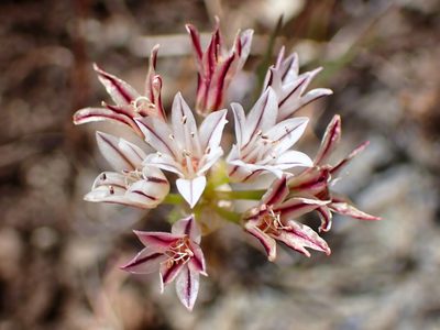 Allium lacunosum, photographed by Cricket Raspet